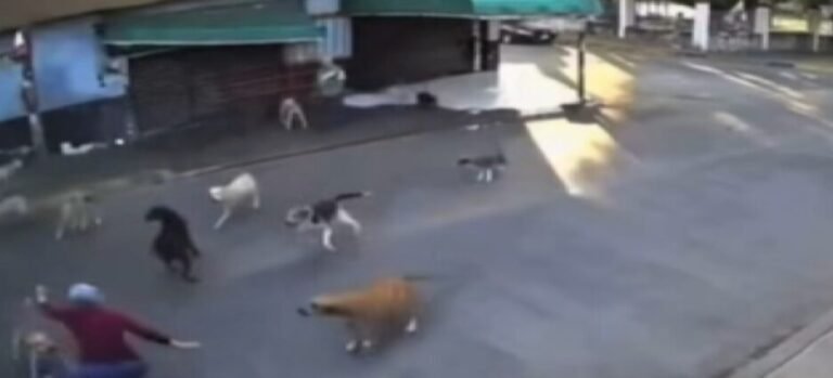 Jauría de perros ataca a mujer mayor en Cuautla, Morelos