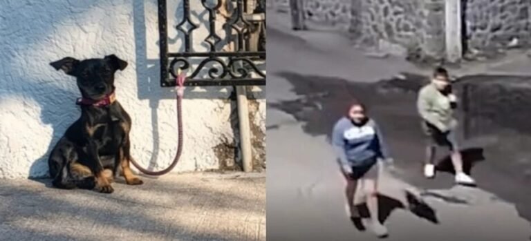 Captan momento en que pareja abandona a perrita en Cuernavaca