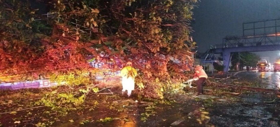 Reportan caída de árboles por lluvia y fuertes vientos en Cuernavaca
