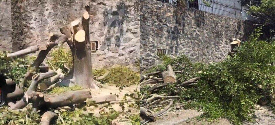 Irán tras responsables de tala ilegal en Vista Hermosa