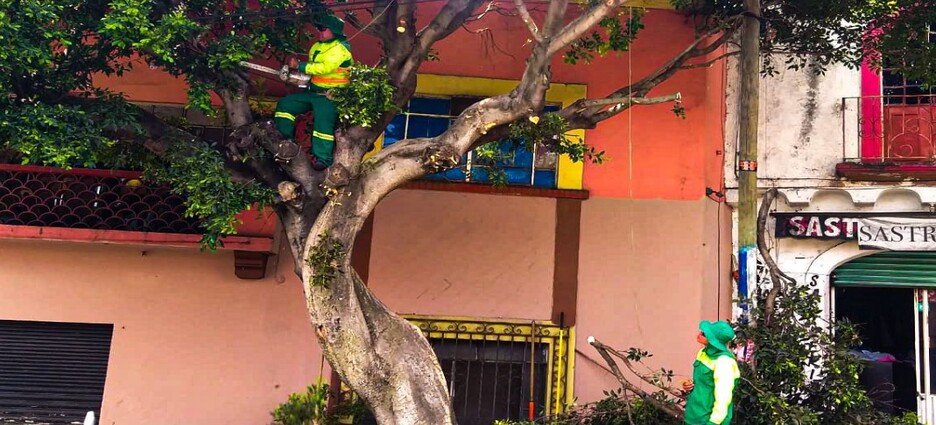 Refuerzan podas preventivas ante temporada de lluvias en Cuernavaca