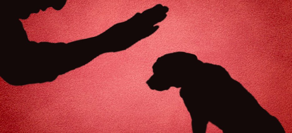 Incendian a perro callejero en Cuernavaca